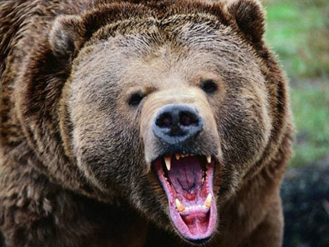 Фотография бурого медведя
