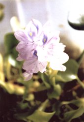 Цветок эйхорния - водный гиацинт