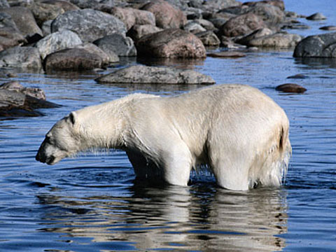 Фотография белого медведя